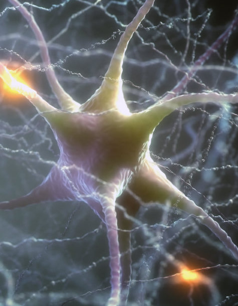Neuron